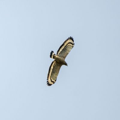 Schlangenweihe / Crested Serpent-eagle